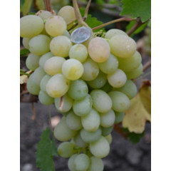 Саджанці винограду сорт Ванюша