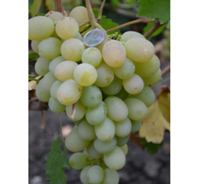 Саджанці винограду сорт Ванюша