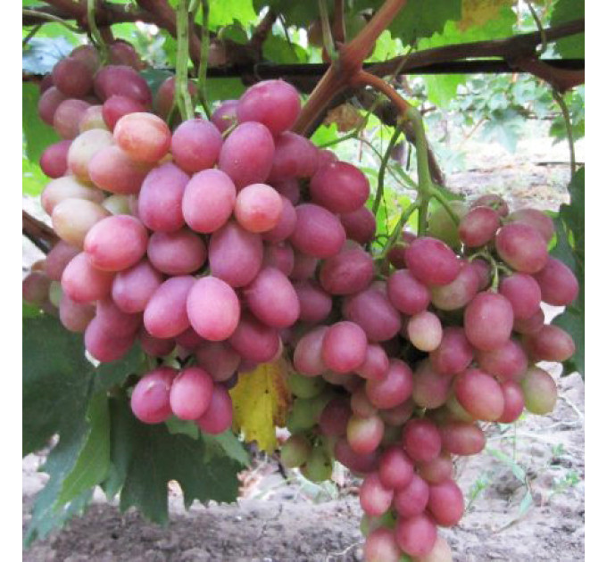 Саджанці винограду сорт Рубіновий Ювілей