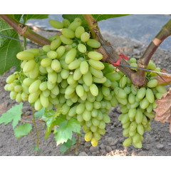 Виноград "Кишмиш Столетие", полуупакованный