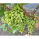 Виноград "Кишмиш Столетие", полуупакованный