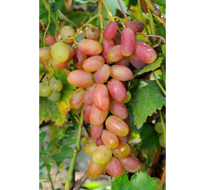 Саджанці винограду сорт Юліан, напівупакований