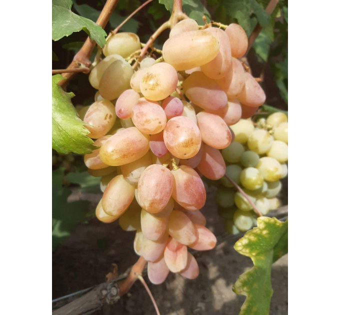 Саджанці винограду сорт Юліан, напівупакований