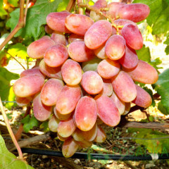 Саджанці винограду сорт Юліан, напівупакований