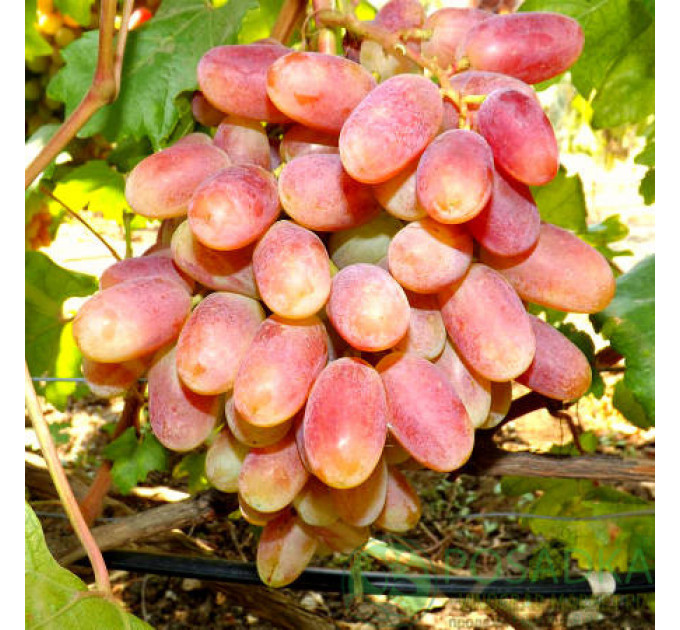 Саджанці винограду сорт Юліан, напівупакований