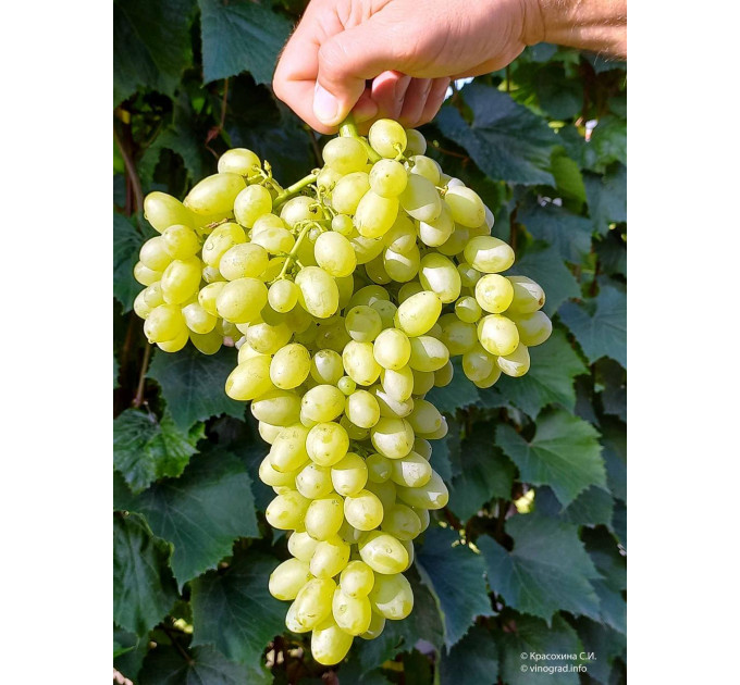 Виноград "Кишмиш Столетие", полуупакованный