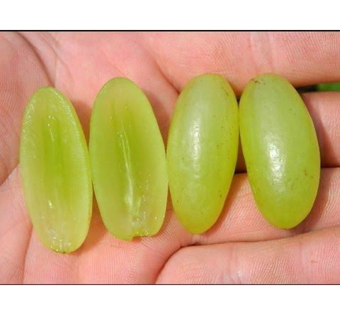 Виноград "Кишмиш Столетие", полуупакованный