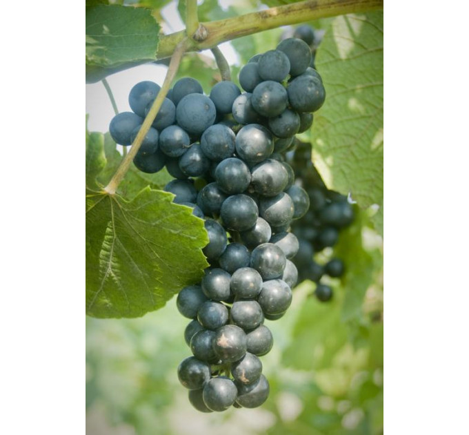 Саженцы винограда сорт Аранделл, полуупакованный