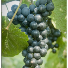 Саженцы винограда сорт Аранделл, полуупакованный