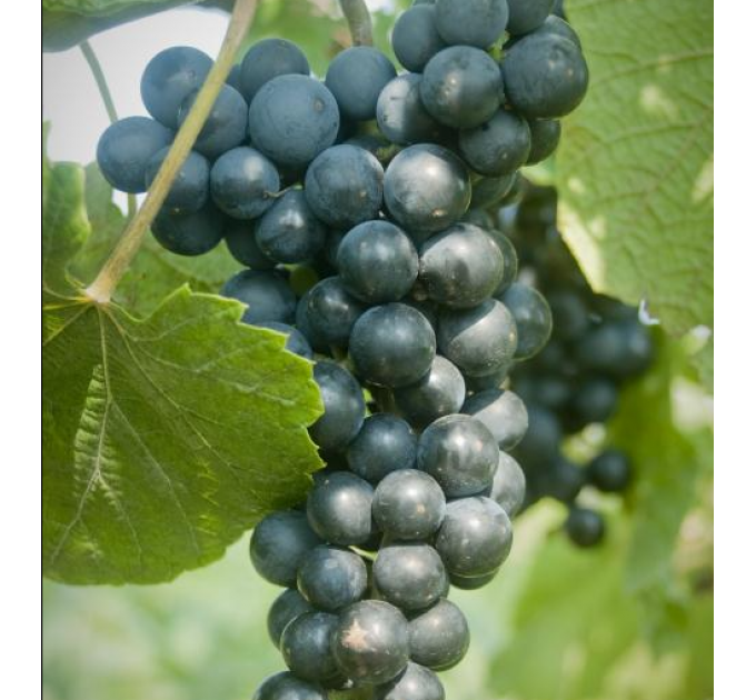 Саженцы винограда сорт Аранделл, полуупакованный