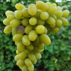 Саджанці винограду сорт Продюсер, напівупакований