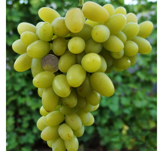 Саджанці винограду сорт Продюсер, напівупакований