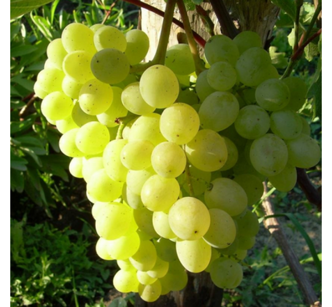 Саджанці винограду сорт "Алекса Рання"