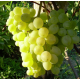 Саджанці винограду сорт "Алекса Рання"