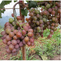 Саджанці винограду сорт Хамелеон