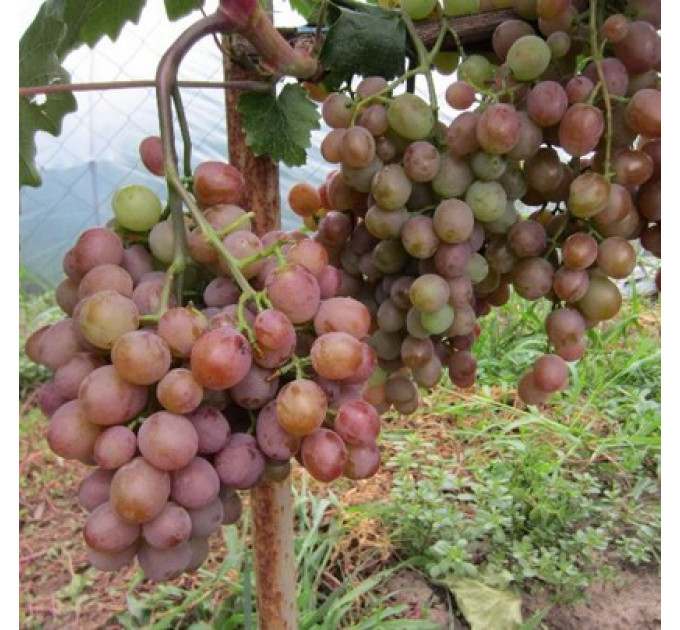 Саджанці винограду сорт Хамелеон
