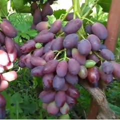 Саженцы винограда сорт Борисфен, полуупакованный