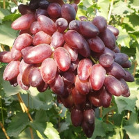 Саженцы винограда сорт Близнец, 110-120 дней, конт. 1.7 л Саженцы винограда сорт Близнец, 110-120 дней, конт. 1.7 л