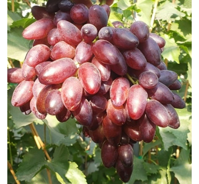 Саджанці винограду сорт Близнюк, 110-120 днів, конт. 1.7 л