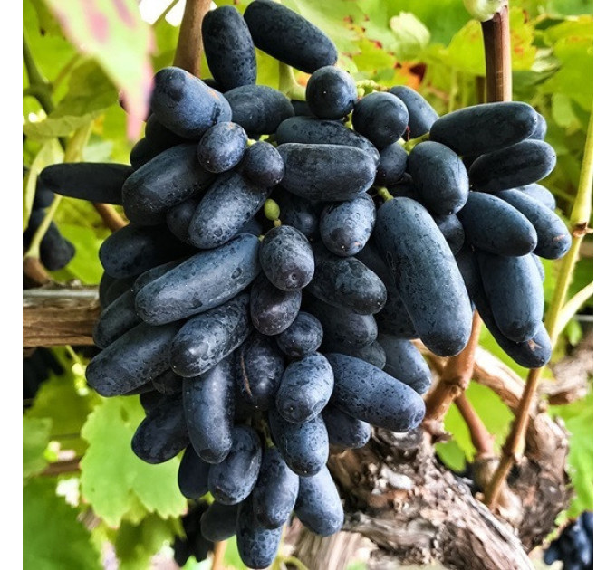 Саджанці винограду сорт Близнюк, 110-120 днів, конт. 1.7 л