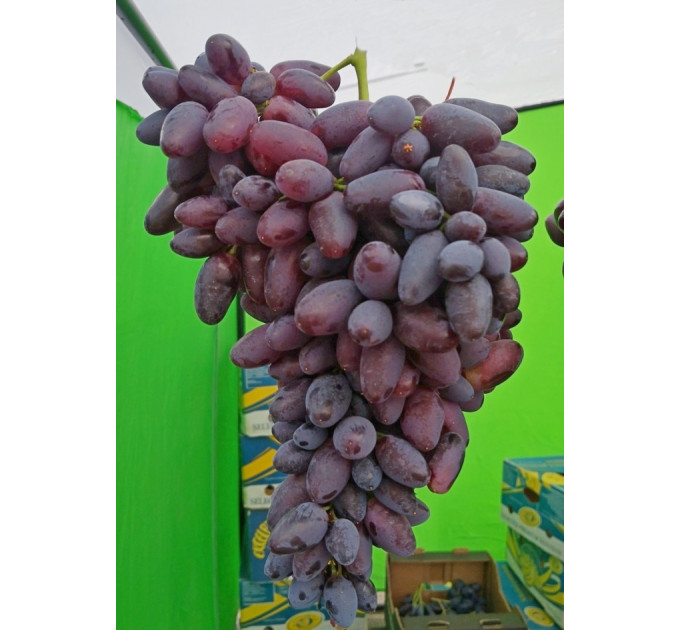 Саджанці винограду сорт Близнюк, 110-120 днів, конт. 1.7 л