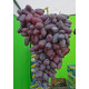 Саджанці винограду сорт Близнюк, 110-120 днів, конт. 1.7 л