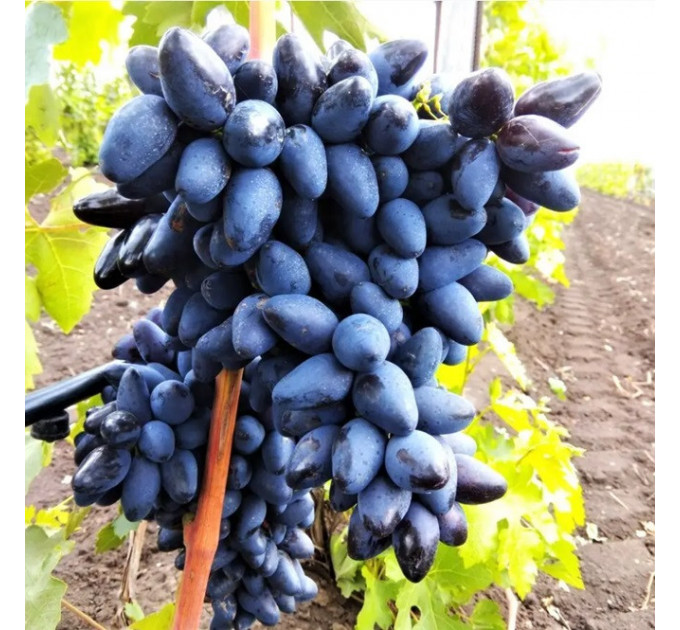 Саженцы винограда сорт Черный коготь, 90-115 дней, конт. 1.7 л