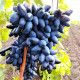 Саженцы винограда сорт Черный коготь, 90-115 дней, конт. 1.7 л