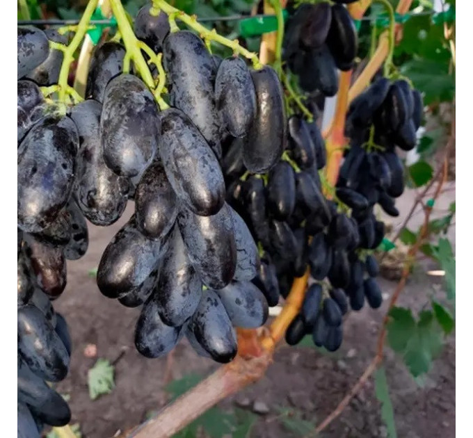 Саженцы винограда сорт Черный коготь, 90-115 дней, конт. 1.7 л