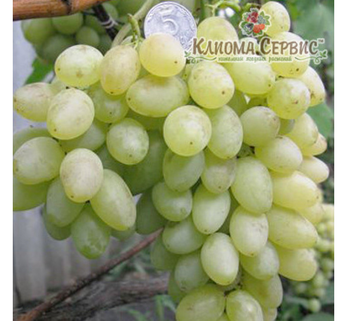 Саджанці винограду сорт Ванюша