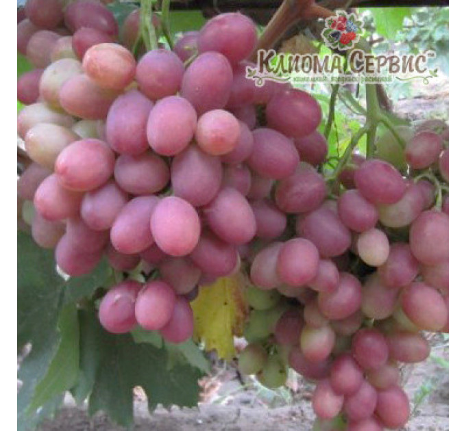 Саджанці винограду сорт Рубіновий Ювілей