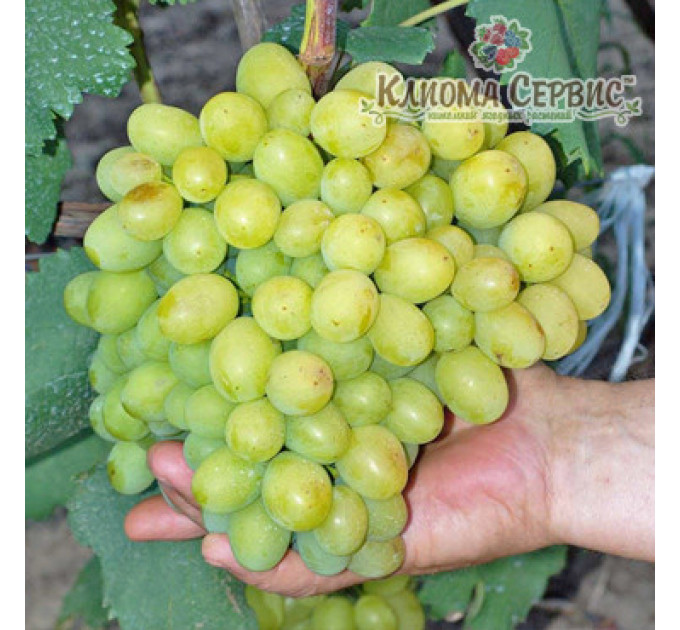 Саджанці винограду сорт Галахад