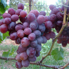 Виноград сорт Фавор