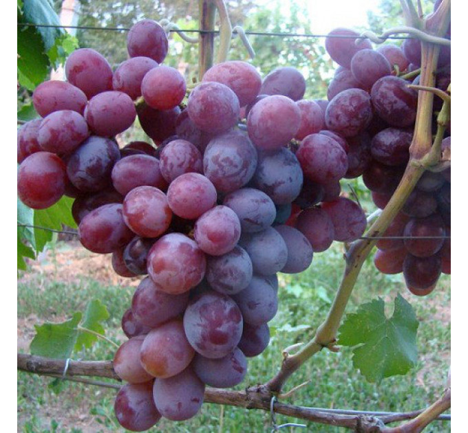 Виноград сорт Фавор