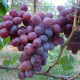 Виноград сорт Фавор