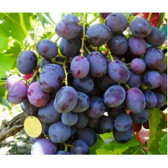 Саджанці винограду сорт Армані