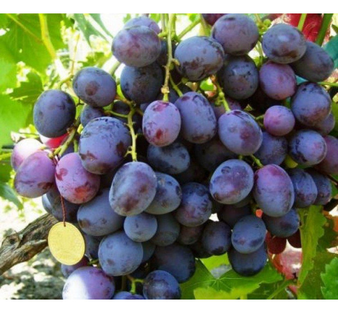 Саджанці винограду сорт Армані