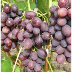 Саженцы винограда сорт Бодрый