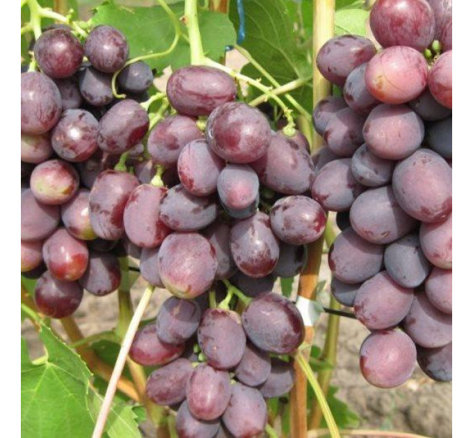 Саженцы винограда сорт Бодрый