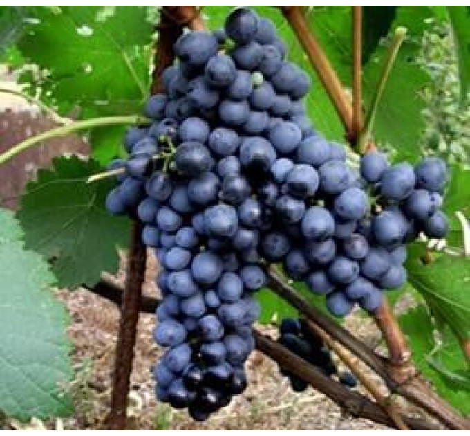 Саджанці винограду сорт Альмінський