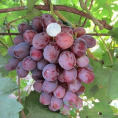 Саджанці винограду сорт Монтекрісто