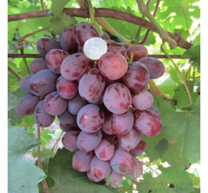 Саджанці винограду сорт Монтекрісто