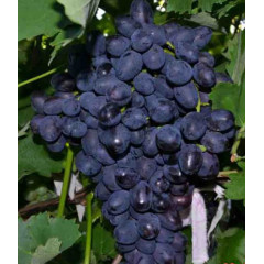 Саджанці винограду сорт Забава