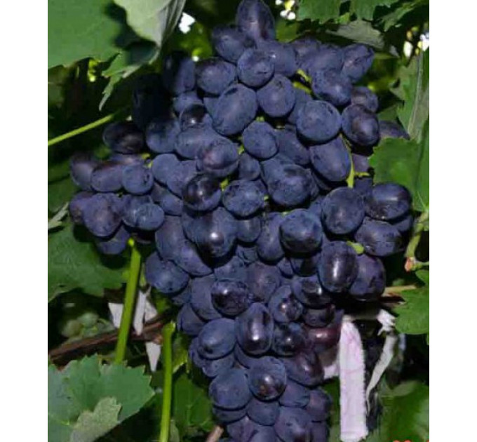 Саджанці винограду сорт Забава