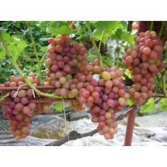 Саджанці винограду сорт Румба