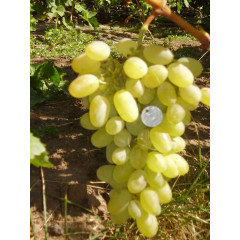 Виноград "Віва Айка"