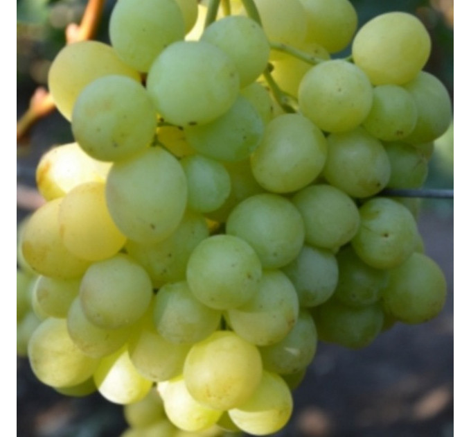 Саженцы винограда сорт Спонсор, полуупакованный