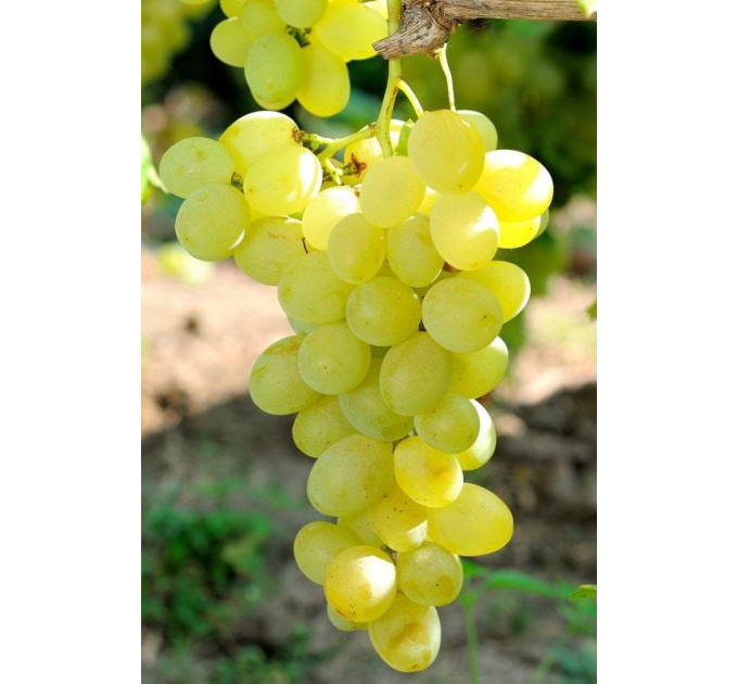 Саженцы винограда сорт Спонсор, полуупакованный