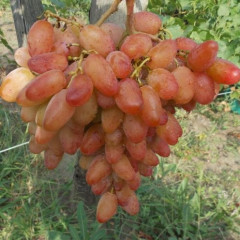 Саджанці винограду сорт Діксон