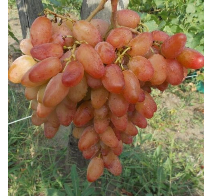 Саджанці винограду сорт Діксон